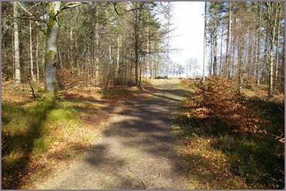 Caddam Wood near Kirriemuir