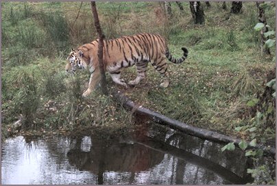 Kincraig Wildlife Park